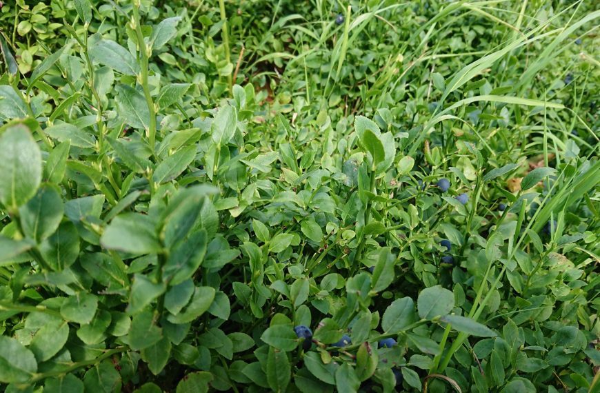 Wild Blueberry bushes